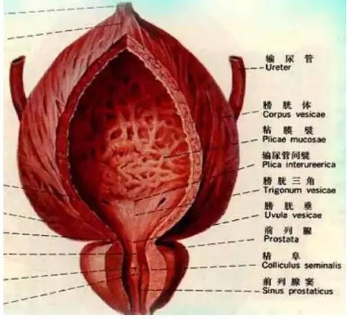 哈尔滨治前列腺手术医院