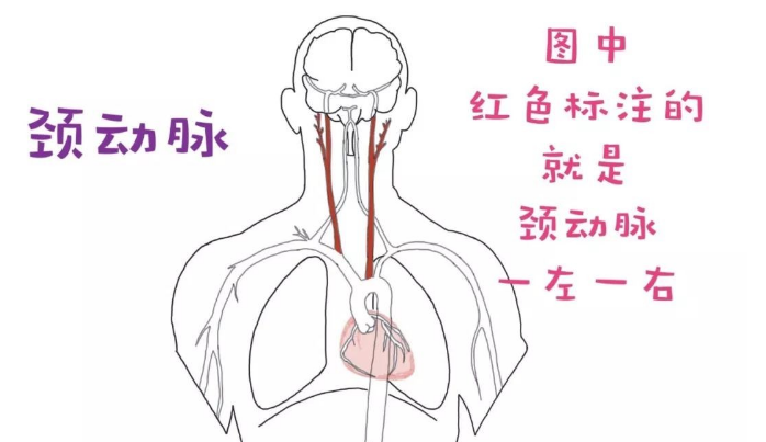 颈动脉斑块形成怎么治疗哈尔滨哪里治脑血管好