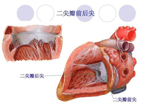 二尖瓣反流轻度需要治疗吗?严重吗?哈尔滨看心脏病去哪看